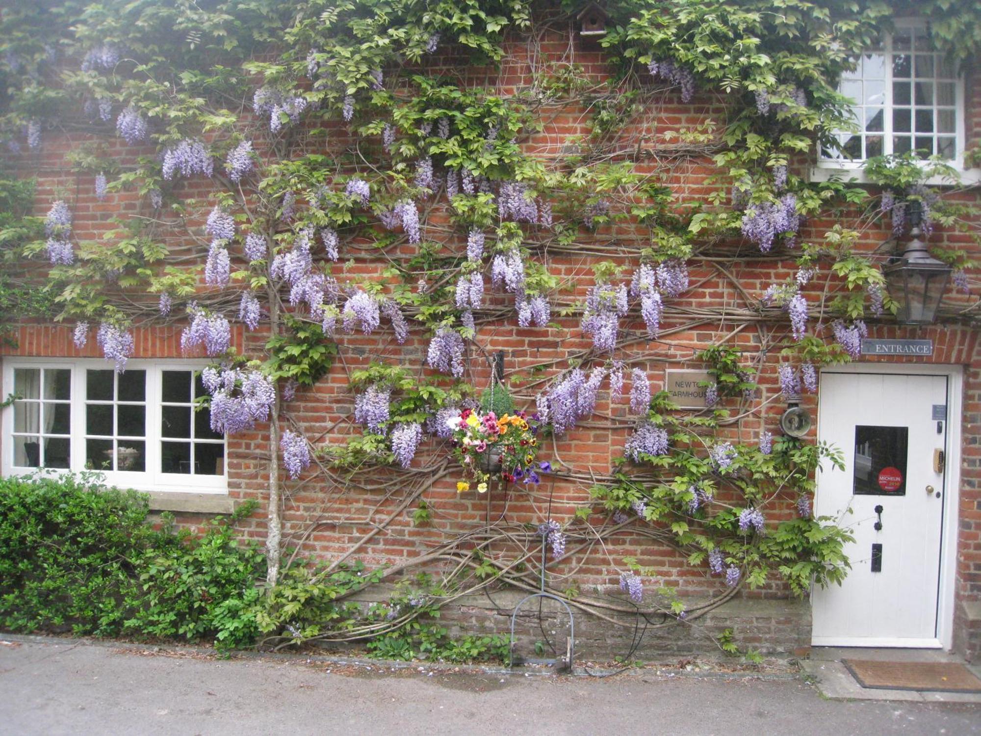 Newton Farmhouse Whiteparish Exteriör bild